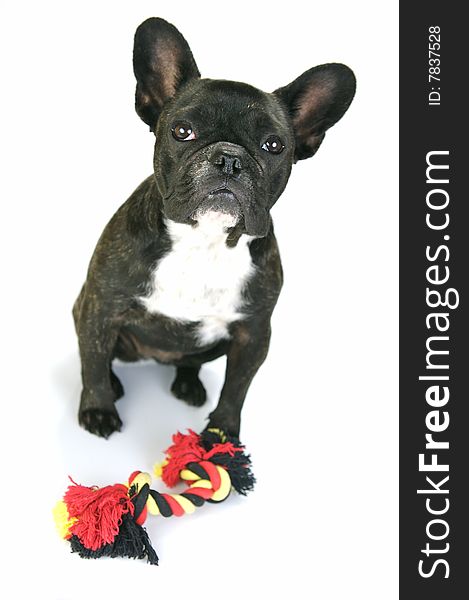 A French Bulldog isolated against a white background