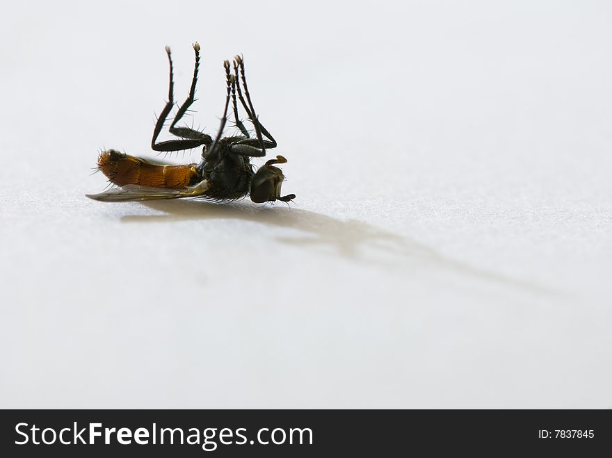 Dead fly on a white surface with shadow