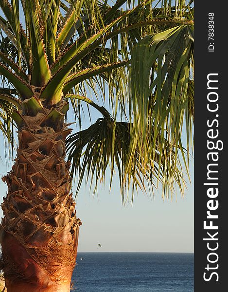 Palm tree on the sea background