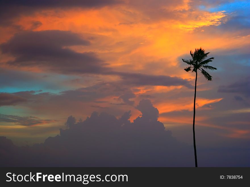 One palm the beach at sunset