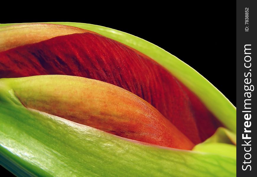 Closeup of a red amaryllis bud, just as it begins to open. Closeup of a red amaryllis bud, just as it begins to open.