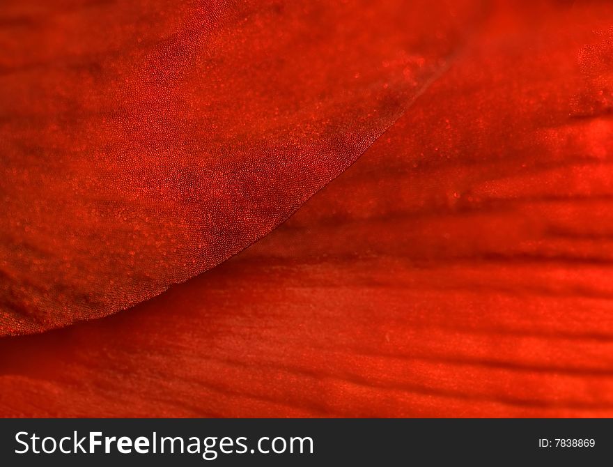 Bumps, shine and veins make a glorious pattern on an red amaryllis petal. Bumps, shine and veins make a glorious pattern on an red amaryllis petal