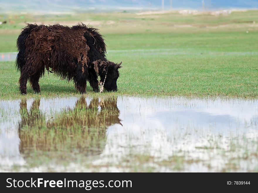 Yak grazing near a lake with water reflection in Tibet