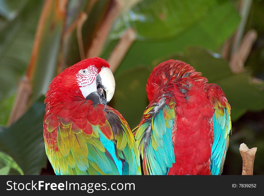 Two red and blue macaw parrots grooming