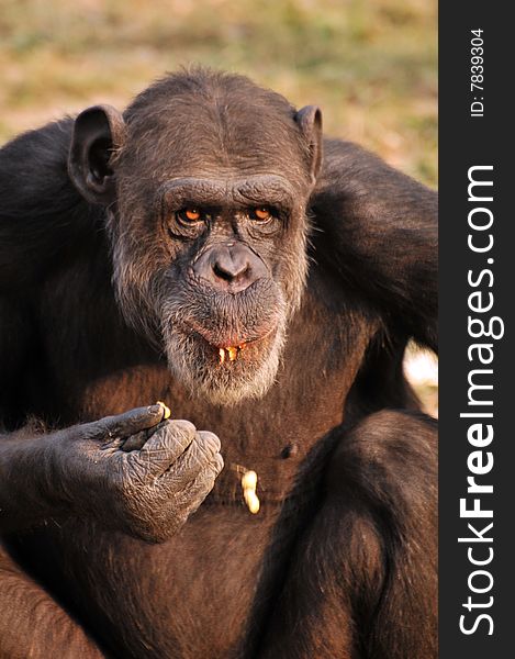 Black chimpanzee sitting all alone.