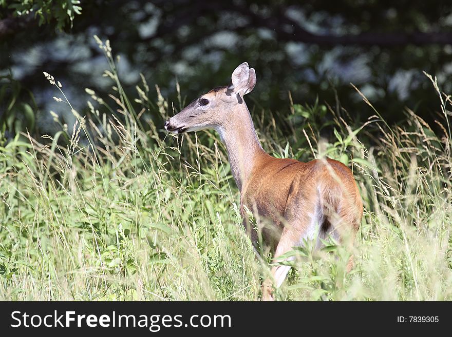A whitetail deer, female, standing in tall grass in a meadow. A whitetail deer, female, standing in tall grass in a meadow.