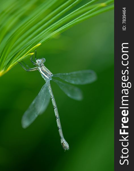 A dragon fly hangs from a palm frond. A dragon fly hangs from a palm frond.