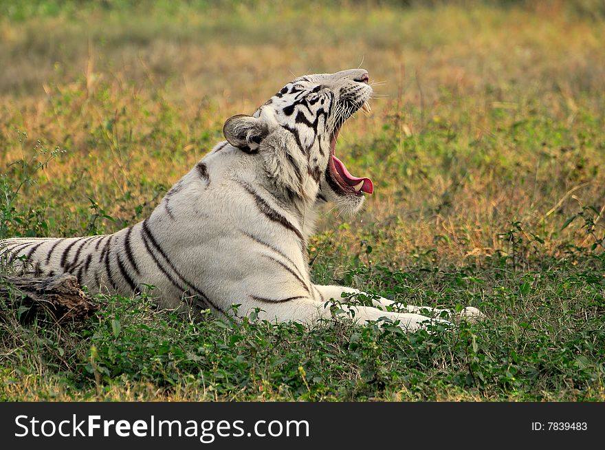 White tiger looking great in sunny day.