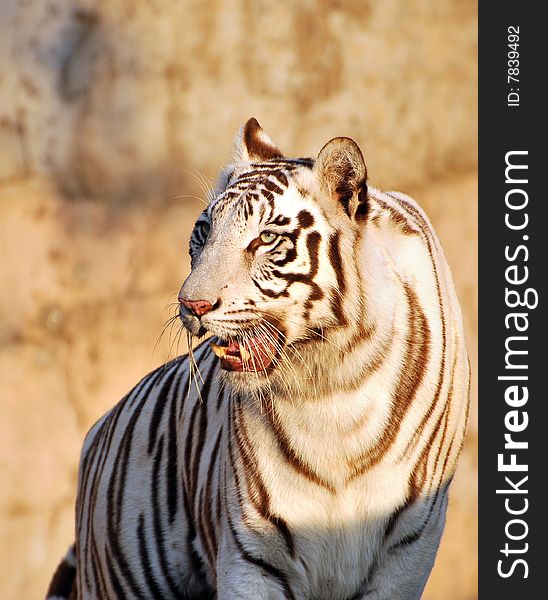White tiger looking great in sunny day.