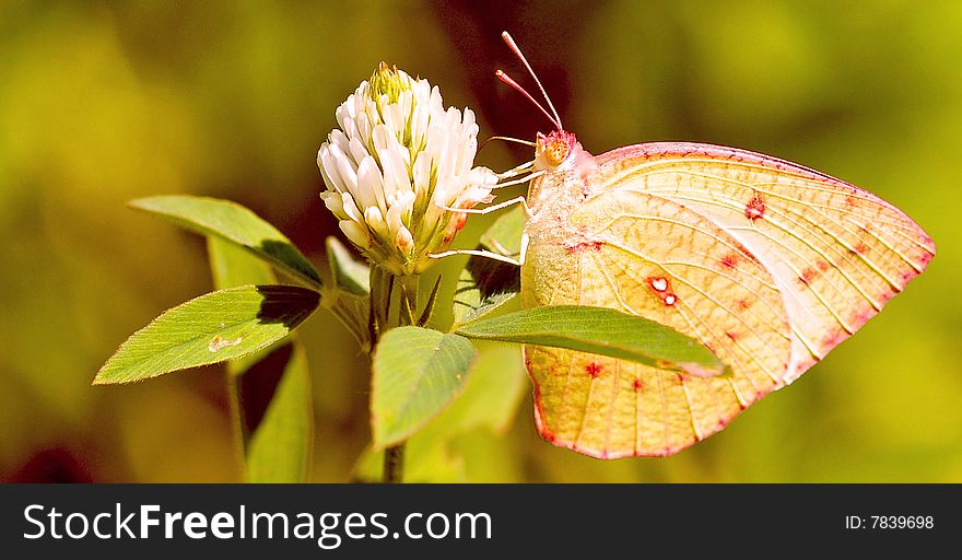 Butterfly sitting on white flower.