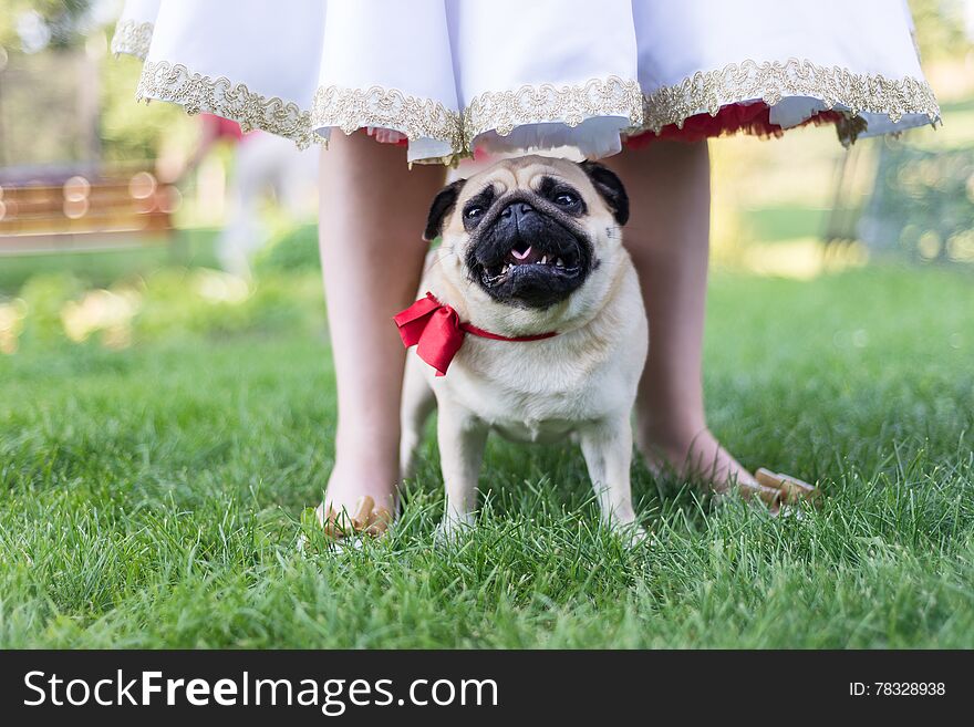 Pug dog with bow-tie on wedding ceremony standing between legs of bride. Pug dog with bow-tie on wedding ceremony standing between legs of bride