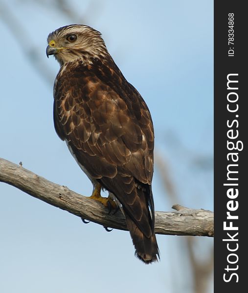 Small Reddish Hawk On Branch