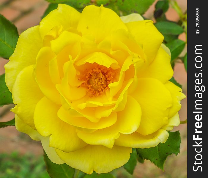 Romaantic single colored garden rose