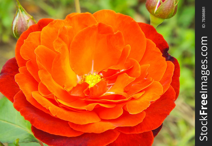 Romantic beautiful picture with single colored roses from garden. Romantic beautiful picture with single colored roses from garden