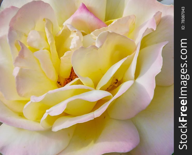 Romaantic single colored garden rose