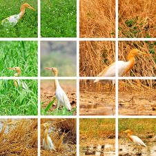 Egret Collage Royalty Free Stock Photo