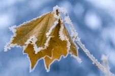Frozen Leaf. Royalty Free Stock Photography Frozen Leaf. Royalty Free Stock Photography