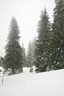 Winter Forest Stock Images Winter Forest Stock Images