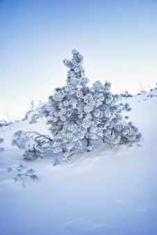 Frozen Fir-tree Stock Photography Frozen Fir-tree Stock Photography