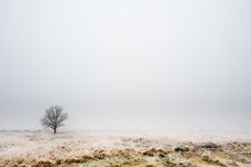 Winter Tree Landscape Stock Photos