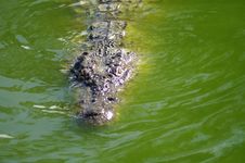 Alligator Royalty Free Stock Photo Alligator Royalty Free Stock Photo