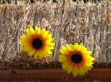 Thatched Roof Decorated With Sunflowers Stock Image Thatched Roof Decorated With Sunflowers Stock Image