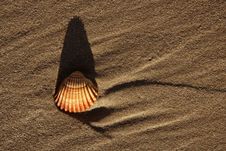 Beach Sand Texture With Clam Shells Stock Images Beach Sand Texture With Clam Shells Stock Images