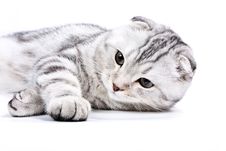 Scottish Kitten Lies On A White Background Stock Image Scottish Kitten Lies On A White Background Stock Image