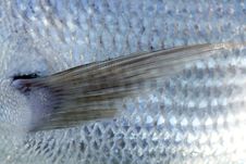 Denton, Mediterranean Sparus Fish Royalty Free Stock Photography Denton, Mediterranean Sparus Fish Royalty Free Stock Photography