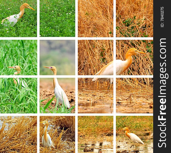 Collage of egret looking great. Collage of egret looking great.