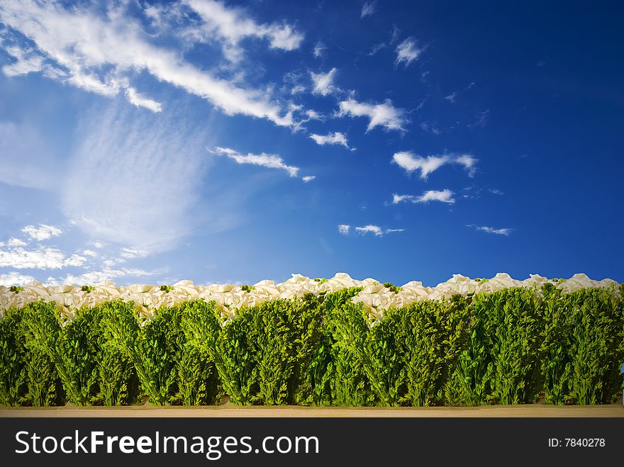 A green hedge under a blue sky