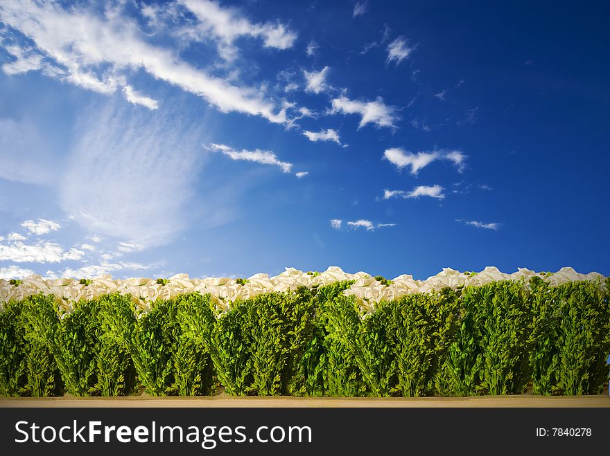 A Green Hedge