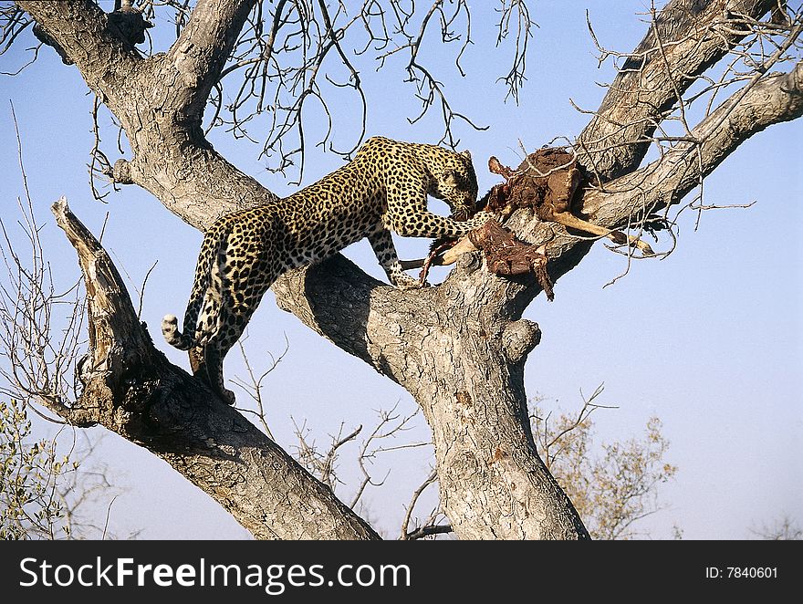 Leopard Enjoying His Catch