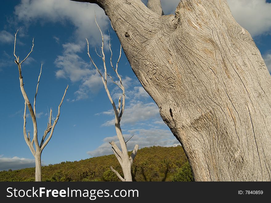 Three dead trees on a open field with blue skies and clouds. Three dead trees on a open field with blue skies and clouds