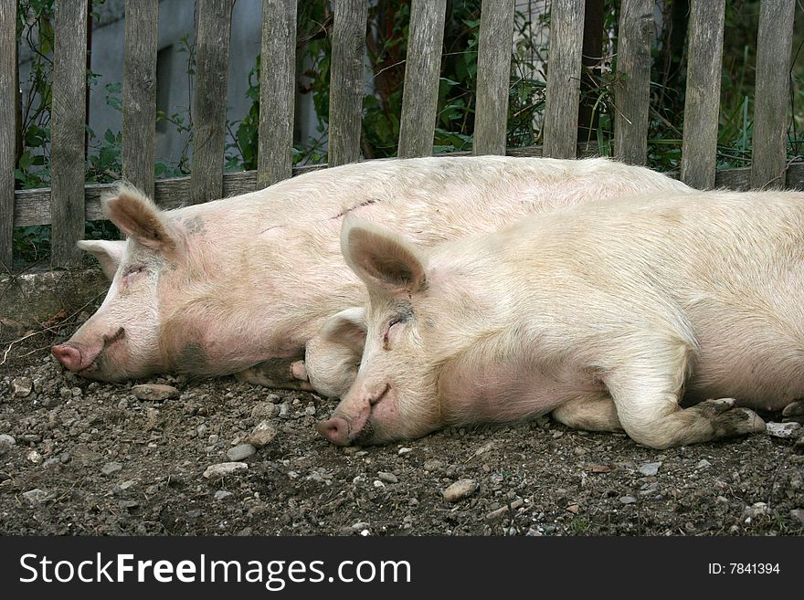 Two pigs lay on ground