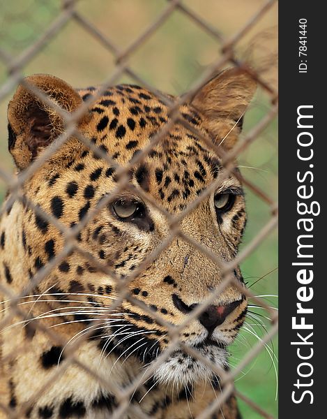 Leopard looking sad behind the cage.