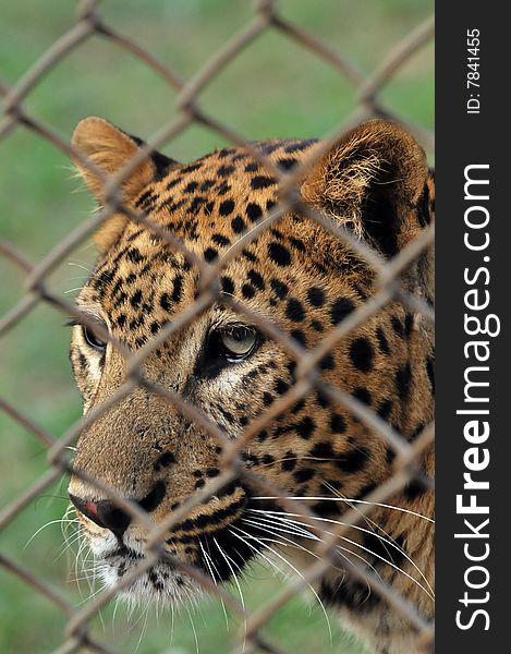 Leopard looking sad behind the cage.