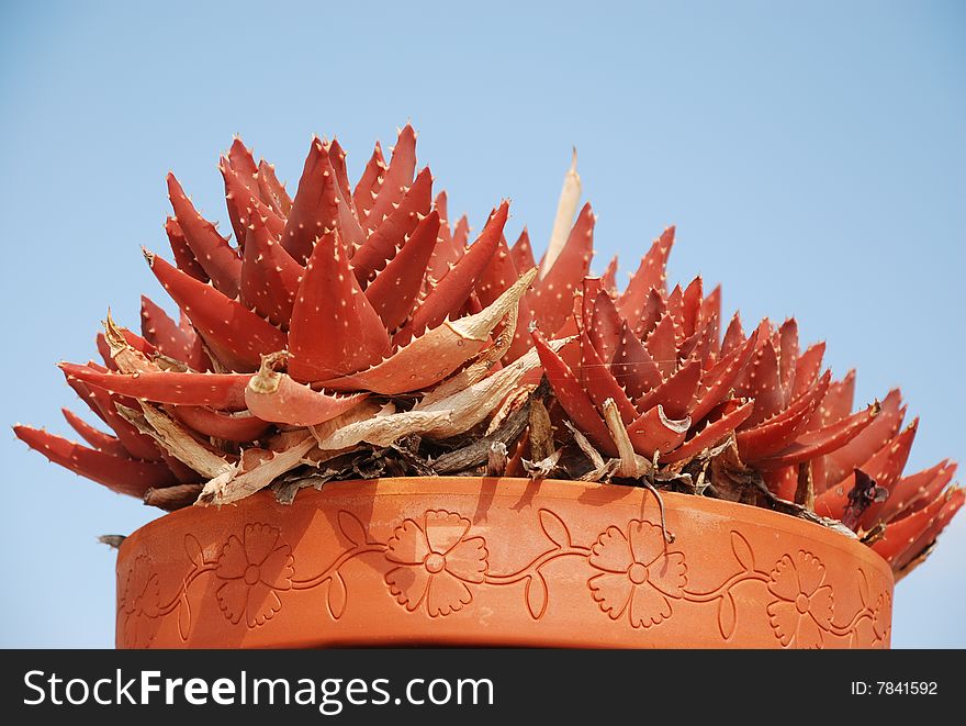 Red aloe vera plant in a pot