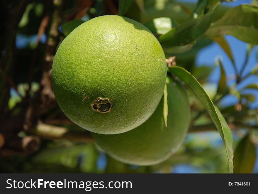 Green and unripe orange on a tree. Green and unripe orange on a tree