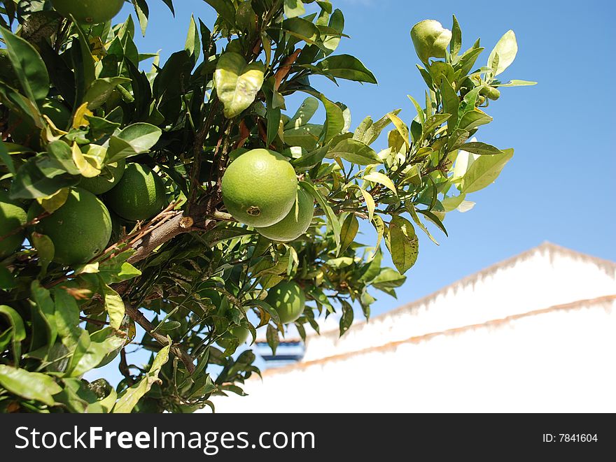 Green and unripe oranges on a tree. Green and unripe oranges on a tree