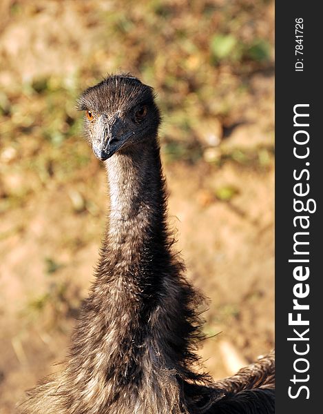 Closeup of emu face looking great.