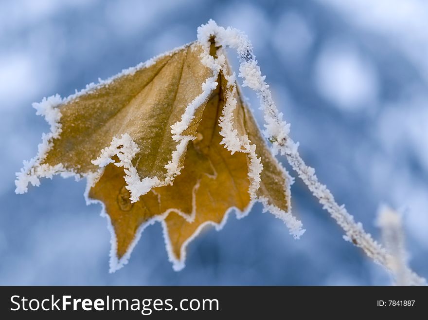 Frozen leaf with crystals on tree branch closeup. Frozen leaf with crystals on tree branch closeup.