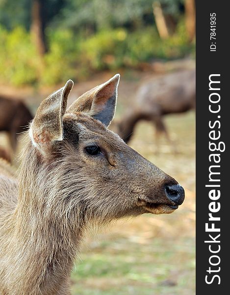 Closeup of chinkara deer in wild.