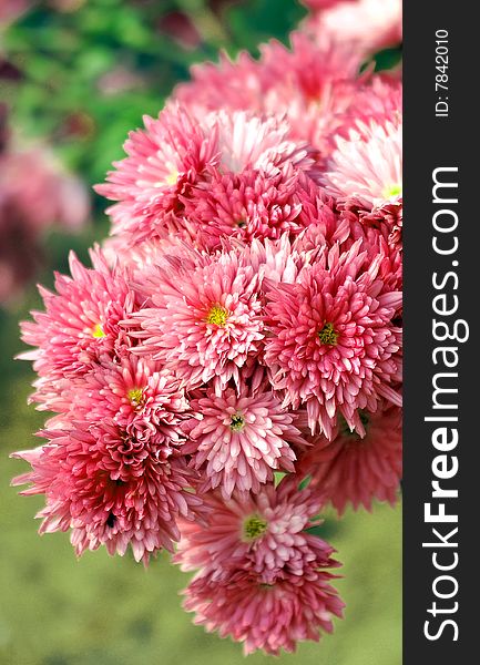 Pink flowers looking beautiful in sunny day.