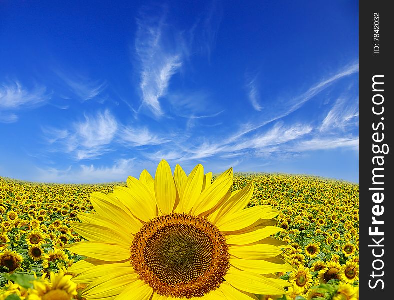 Field of sunflowers on Ukraine. Field of sunflowers on Ukraine