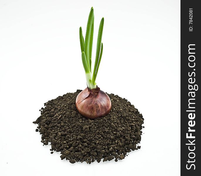 Red Onion On Soil