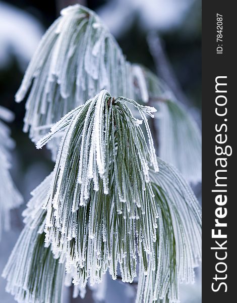 Hoar-frost on frozen branch of pine.