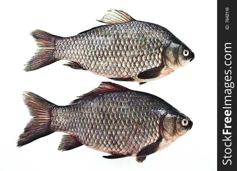 Two carps
on white background