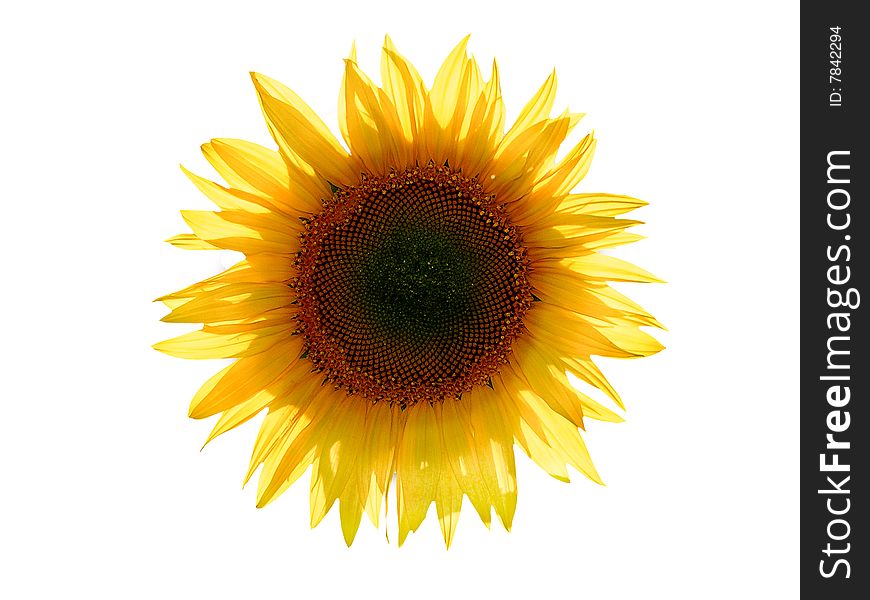 Sunflower on white background isolated