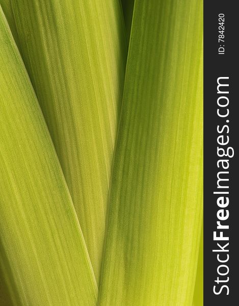 A close-up of hyacinth stems. Suitable as abstract natural background.